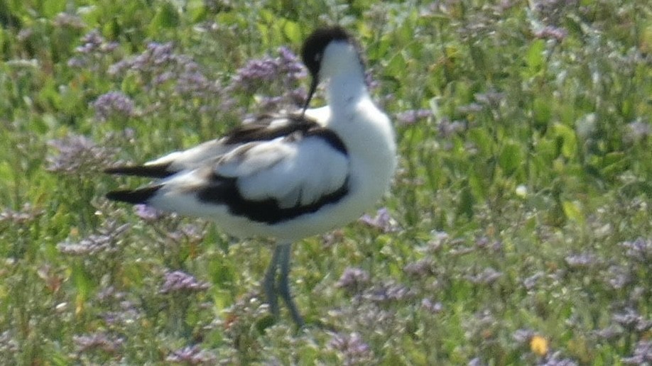 Pied Avocet - ML464476611