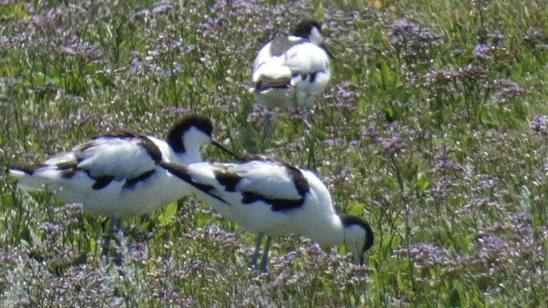 Pied Avocet - ML464476621