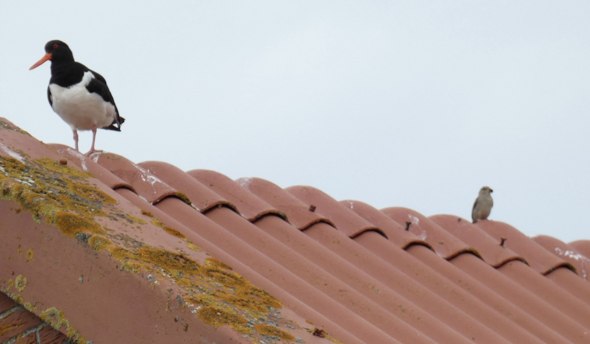 Eurasian Oystercatcher - ML464477001