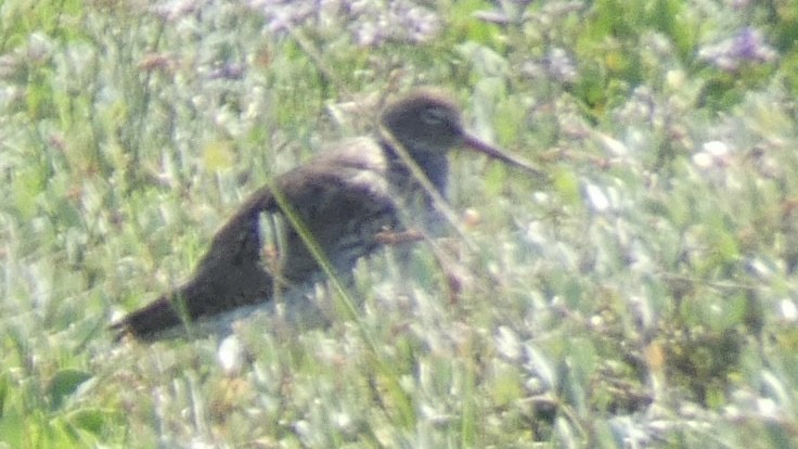 Common Redshank - ML464477071
