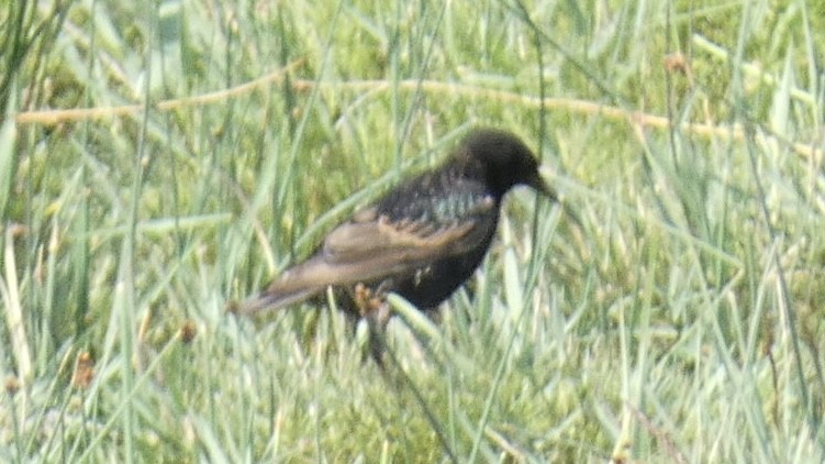 European Starling - ML464477291