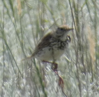 Meadow Pipit - ML464477351