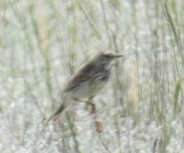 Meadow Pipit - ML464477361