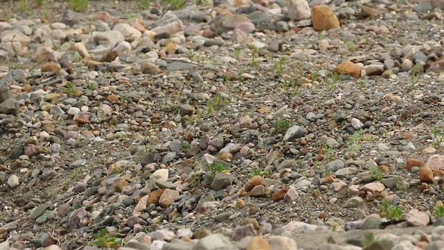 American Oystercatcher - ML464477421