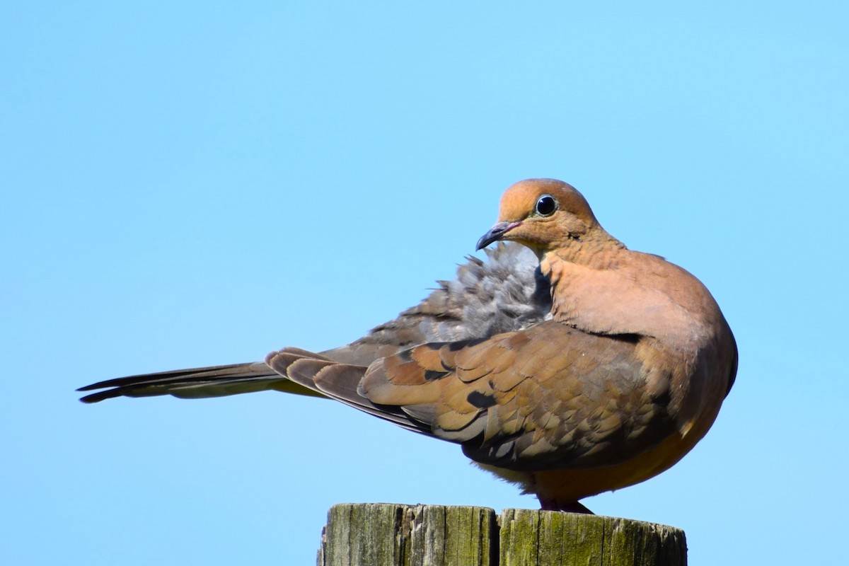 Mourning Dove - ML464478111