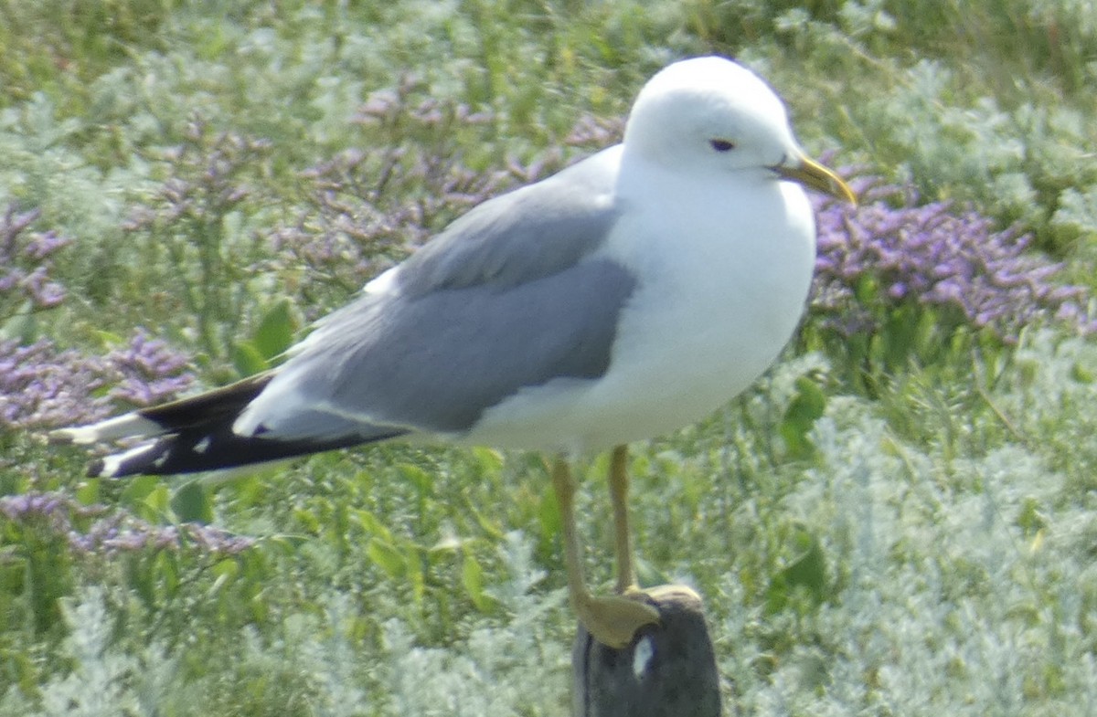 Common Gull - ML464478331