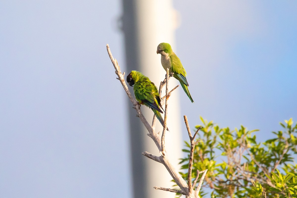 クロガミインコ - ML464478411