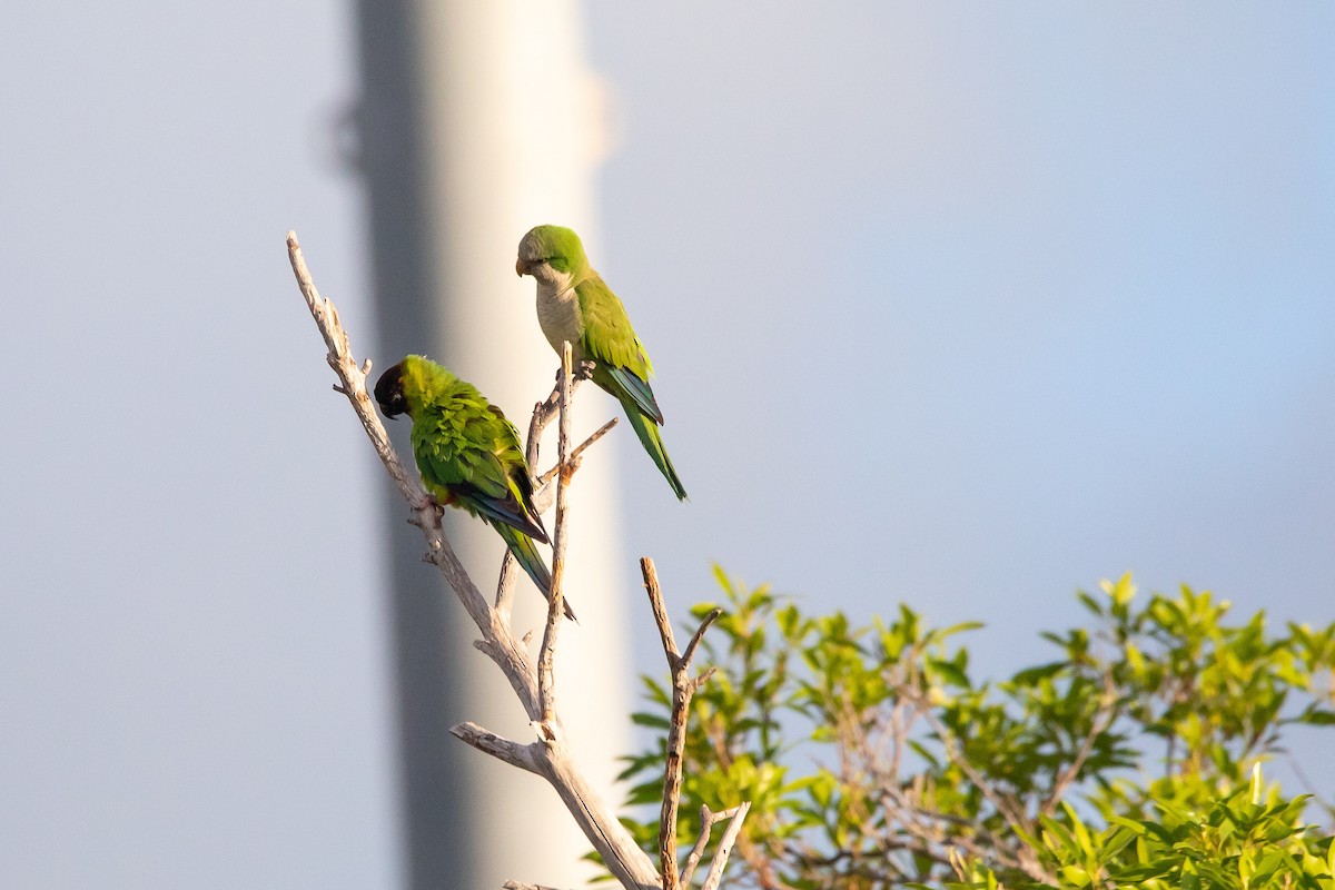 クロガミインコ - ML464478421