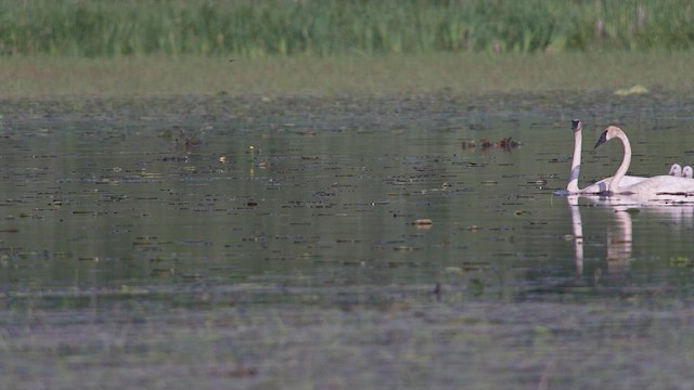 Cygne trompette - ML464479201