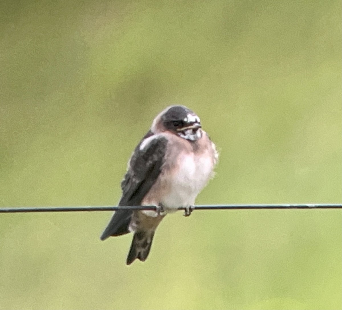 Cliff Swallow - Tim Rodenkirk