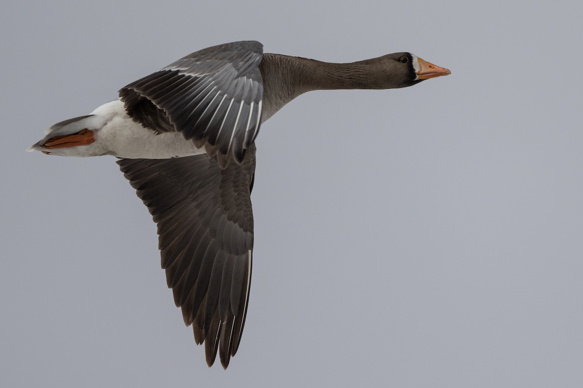 Greater White-fronted Goose - ML464480091