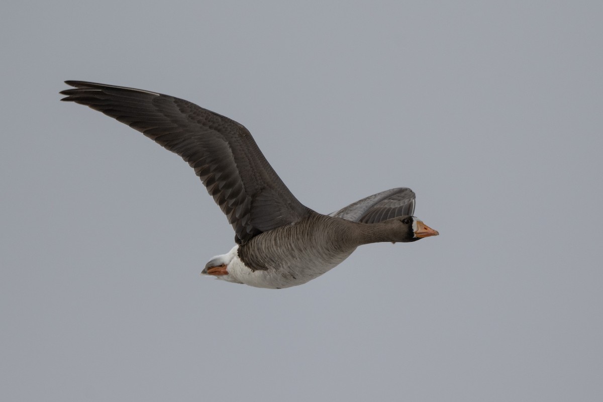 Greater White-fronted Goose - ML464480101