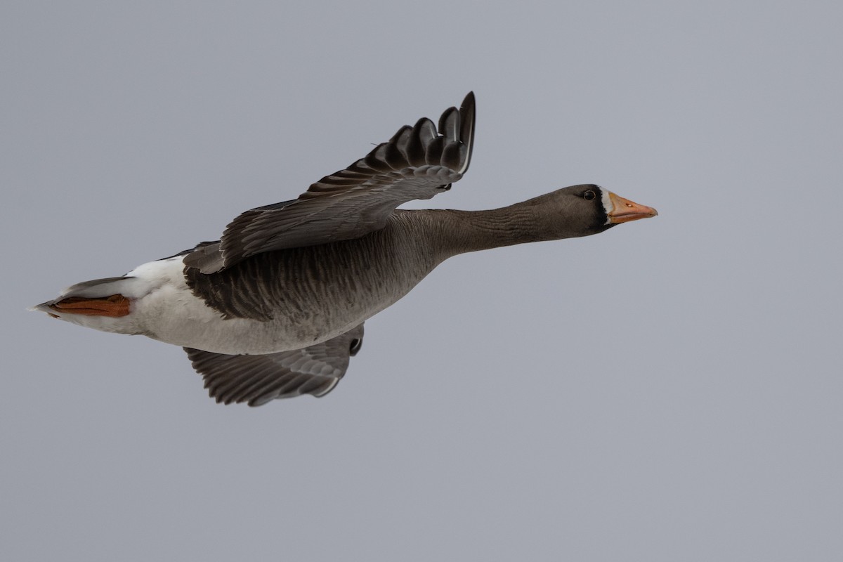 Greater White-fronted Goose - ML464480111