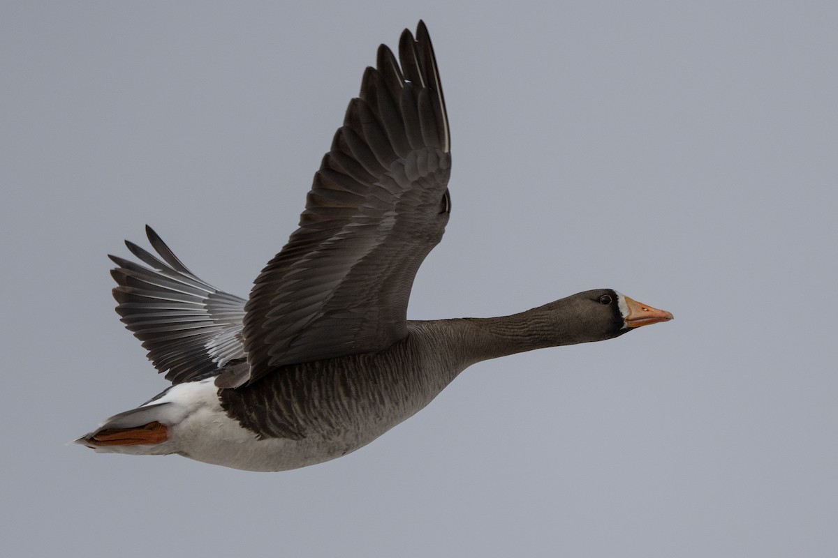 Greater White-fronted Goose - ML464480121
