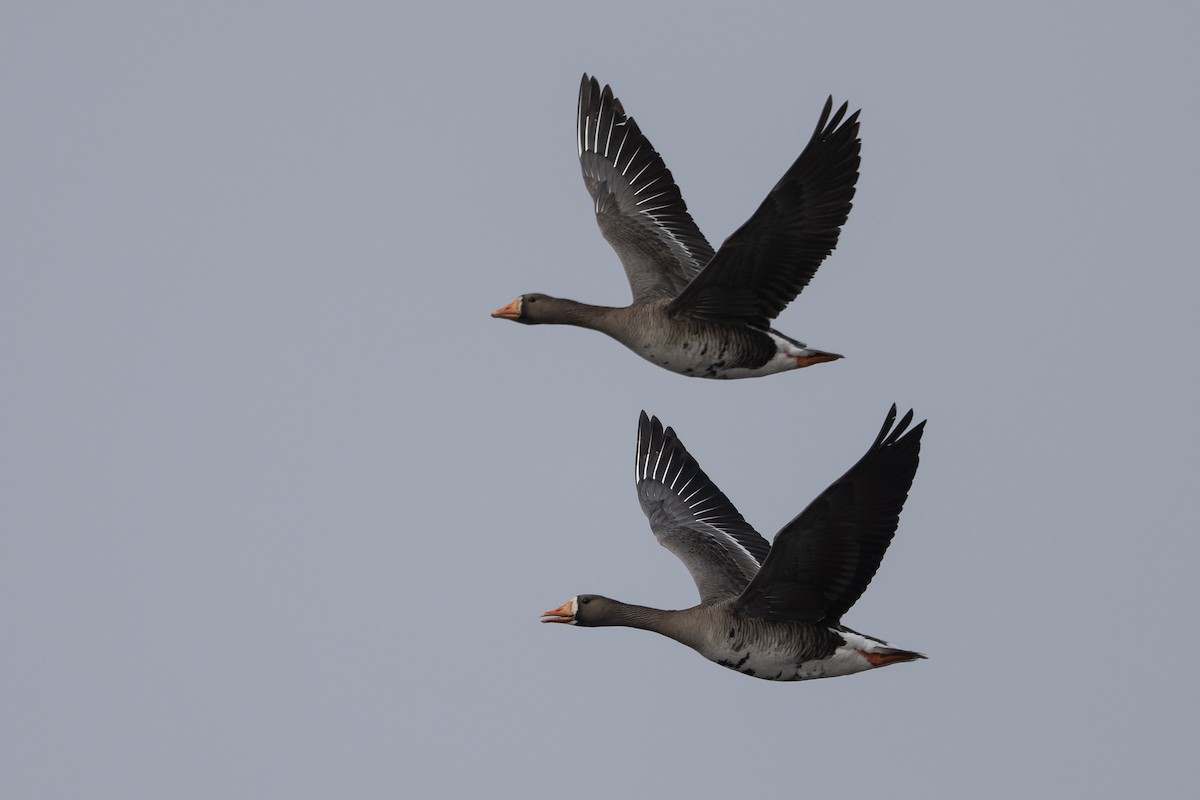 Greater White-fronted Goose - ML464480141