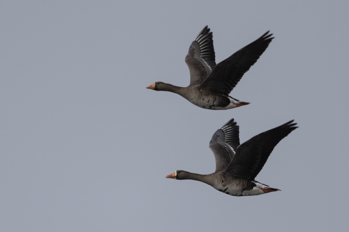 Greater White-fronted Goose - ML464480151