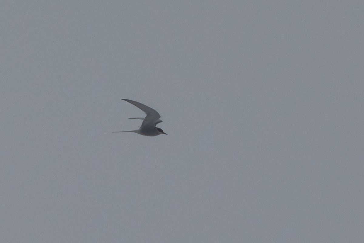 Arctic Tern - ML464480331