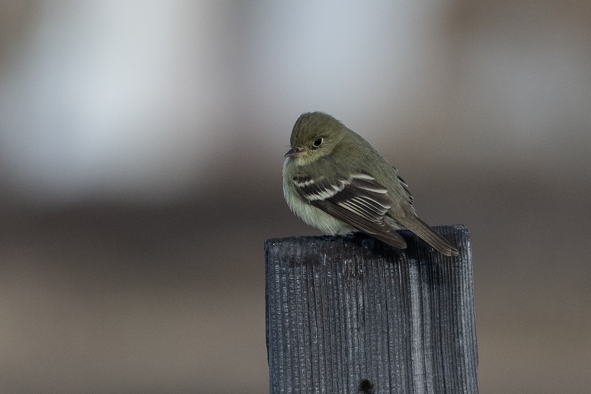 Yellow-bellied Flycatcher - ML464483061