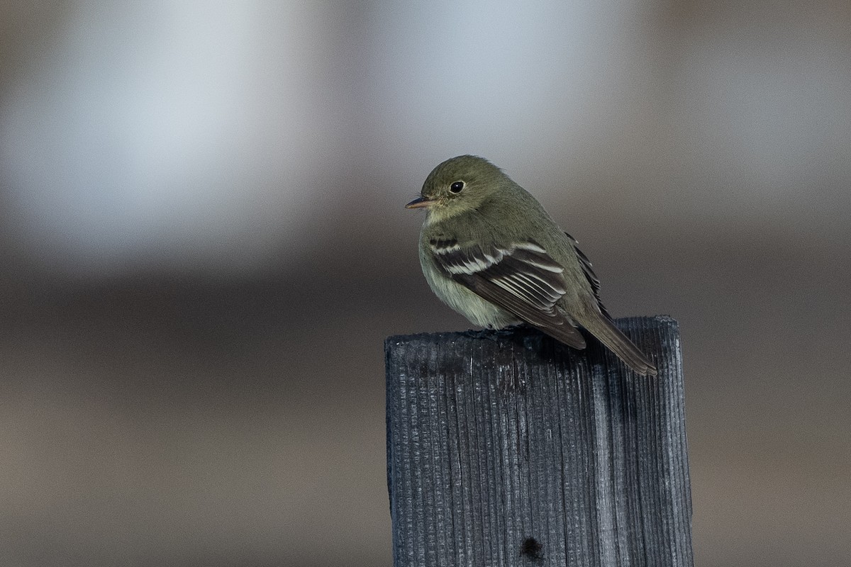 Yellow-bellied Flycatcher - ML464483071