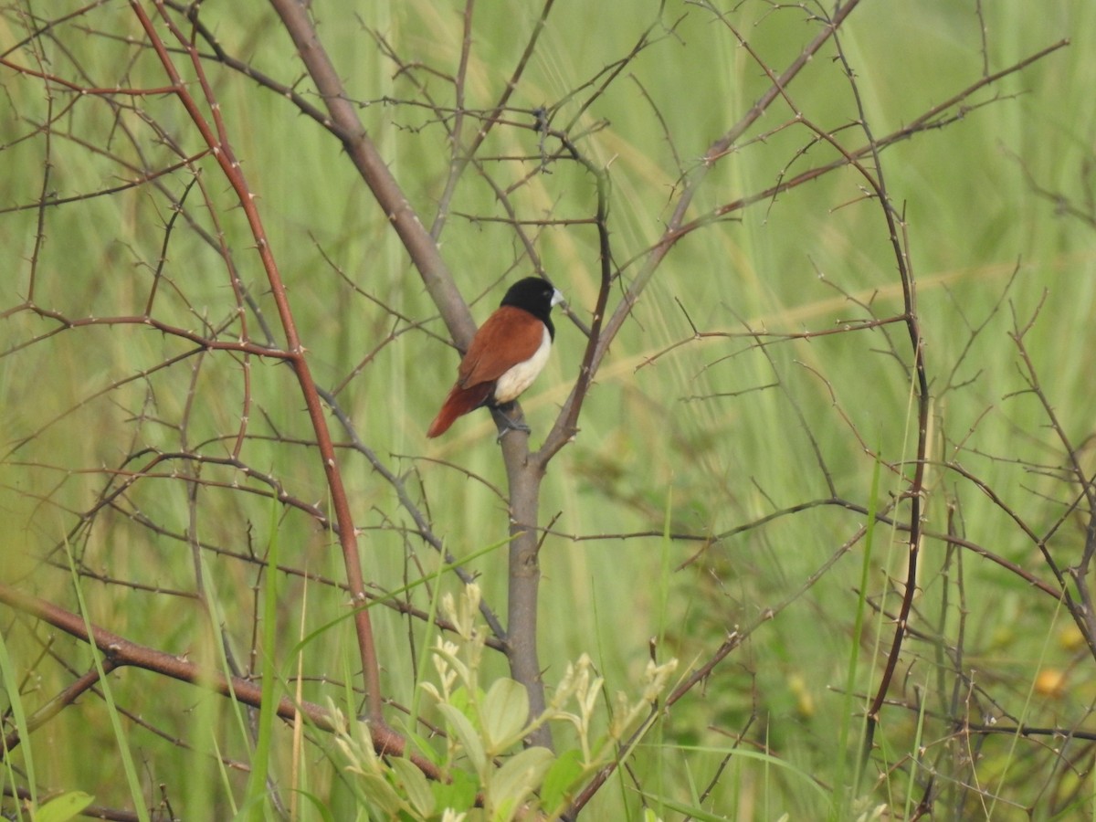 Tricolored Munia - ML464484231