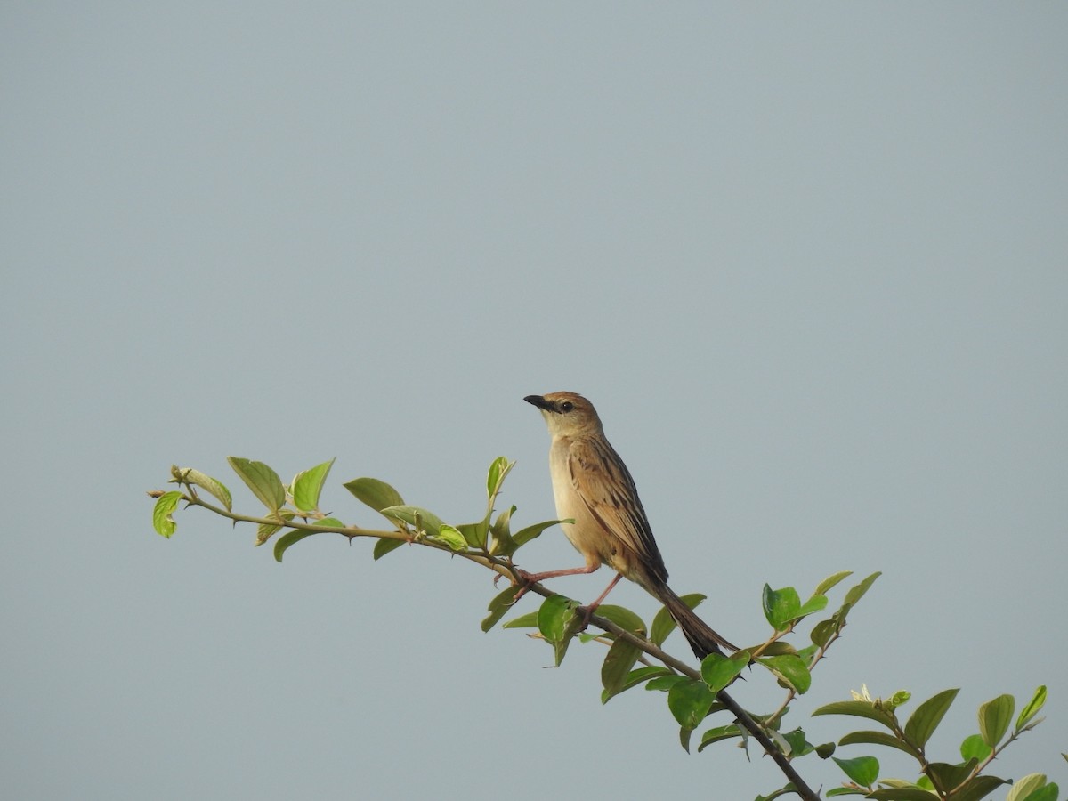 Bristled Grassbird - ML464484431