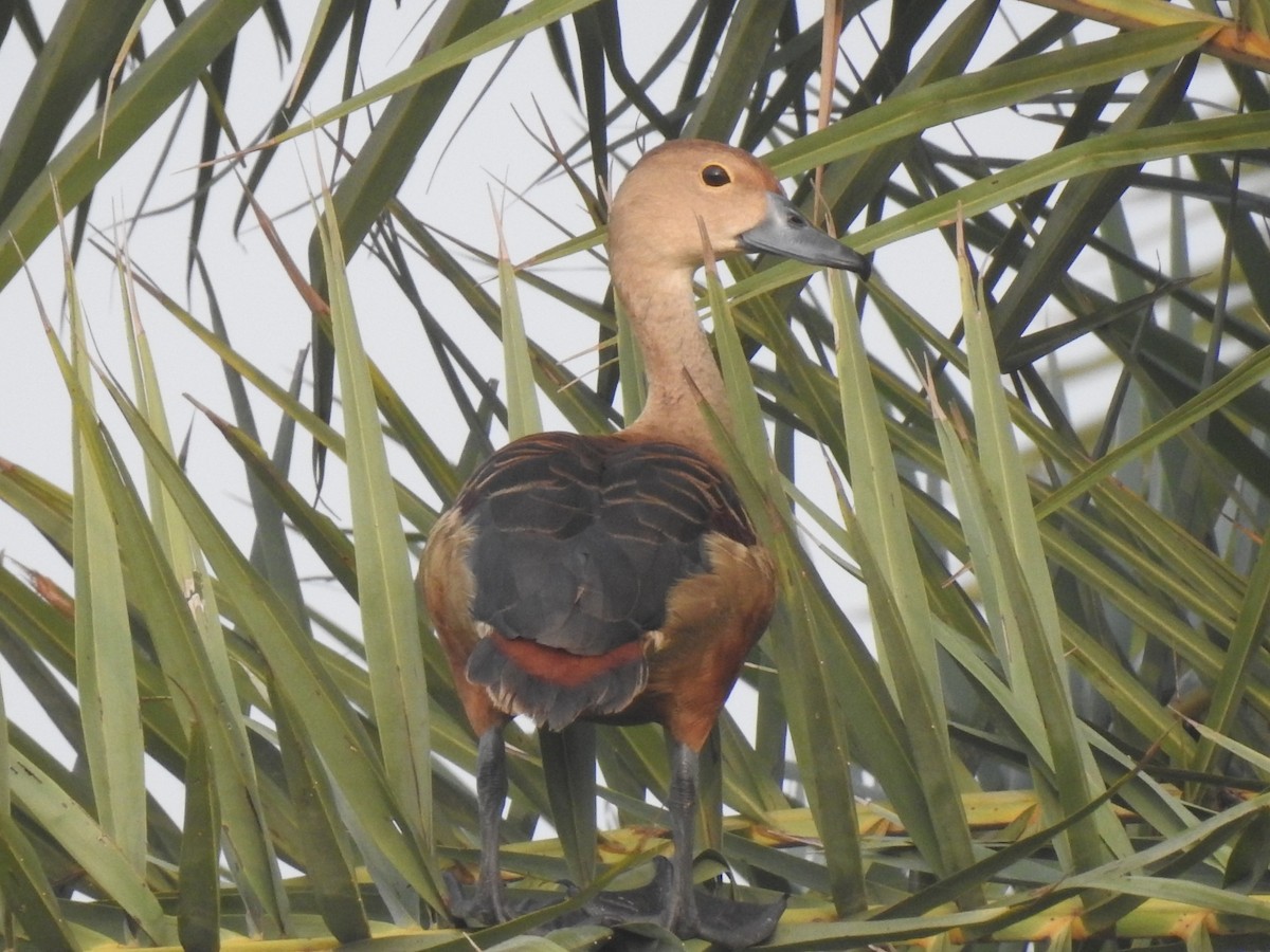 Lesser Whistling-Duck - ML464484561