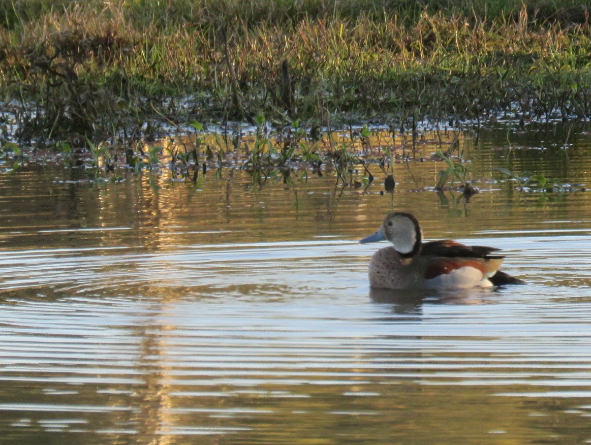 Ringed Teal - ML464485101