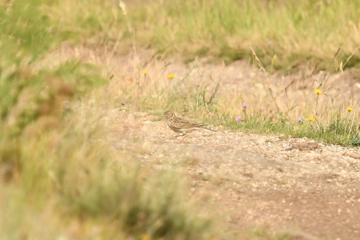 Eurasian Skylark - ML464485291