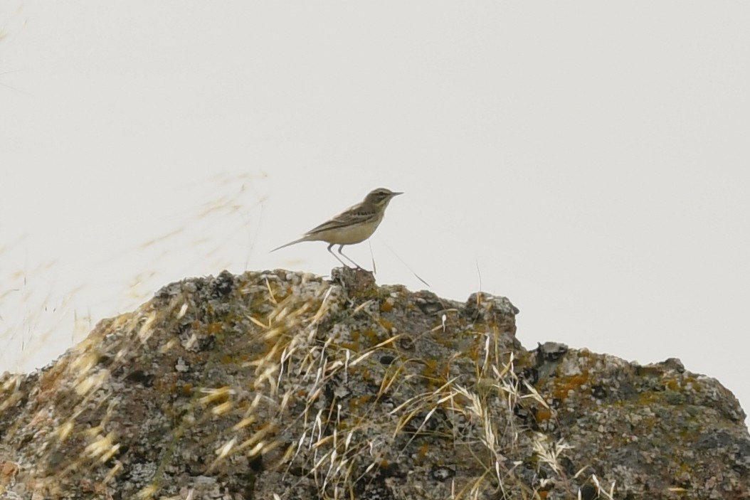 Tawny Pipit - ML464485301