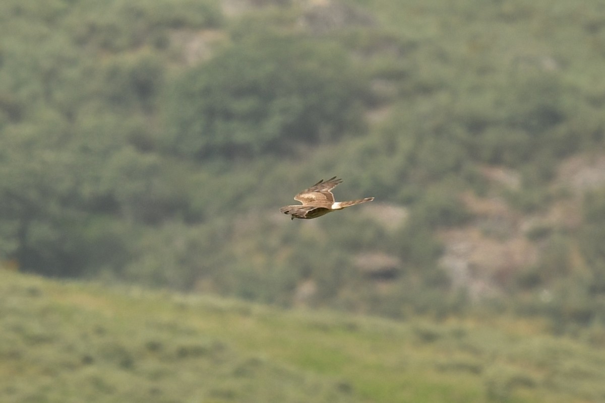 Montagu's Harrier - ML464485351