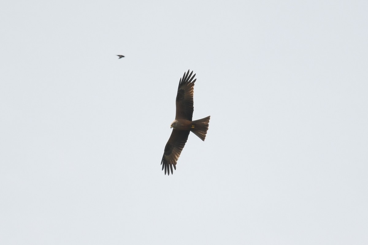 Black Kite - ML464485411