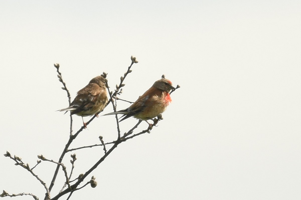 Eurasian Linnet - ML464485491