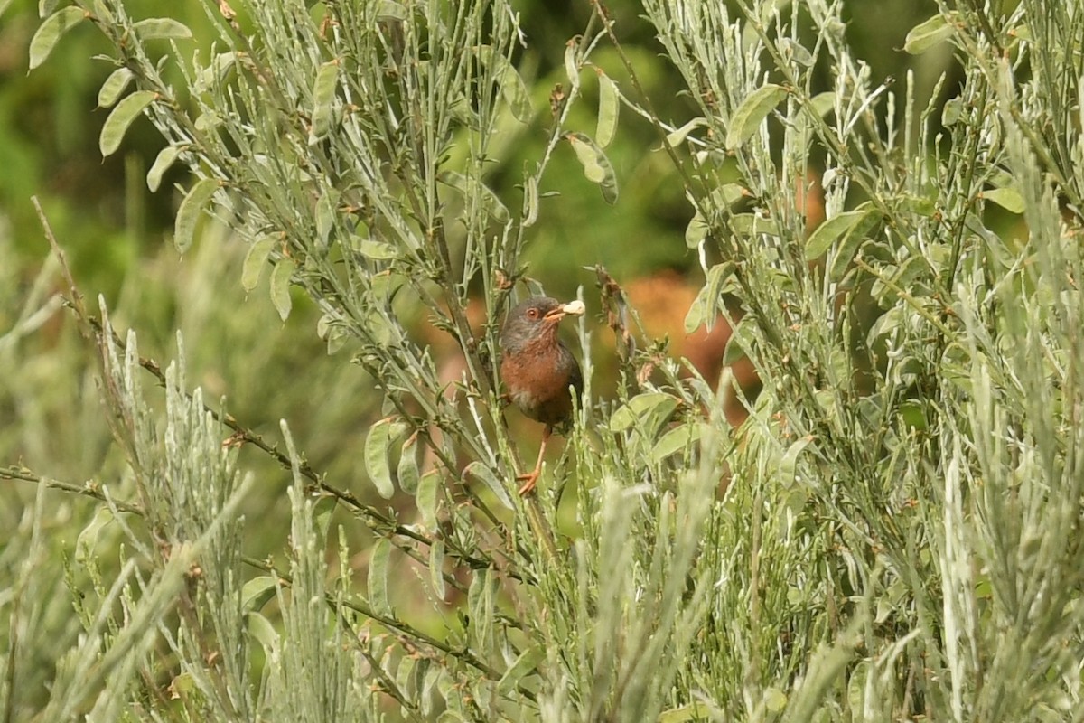 Dartford Warbler - ML464485511