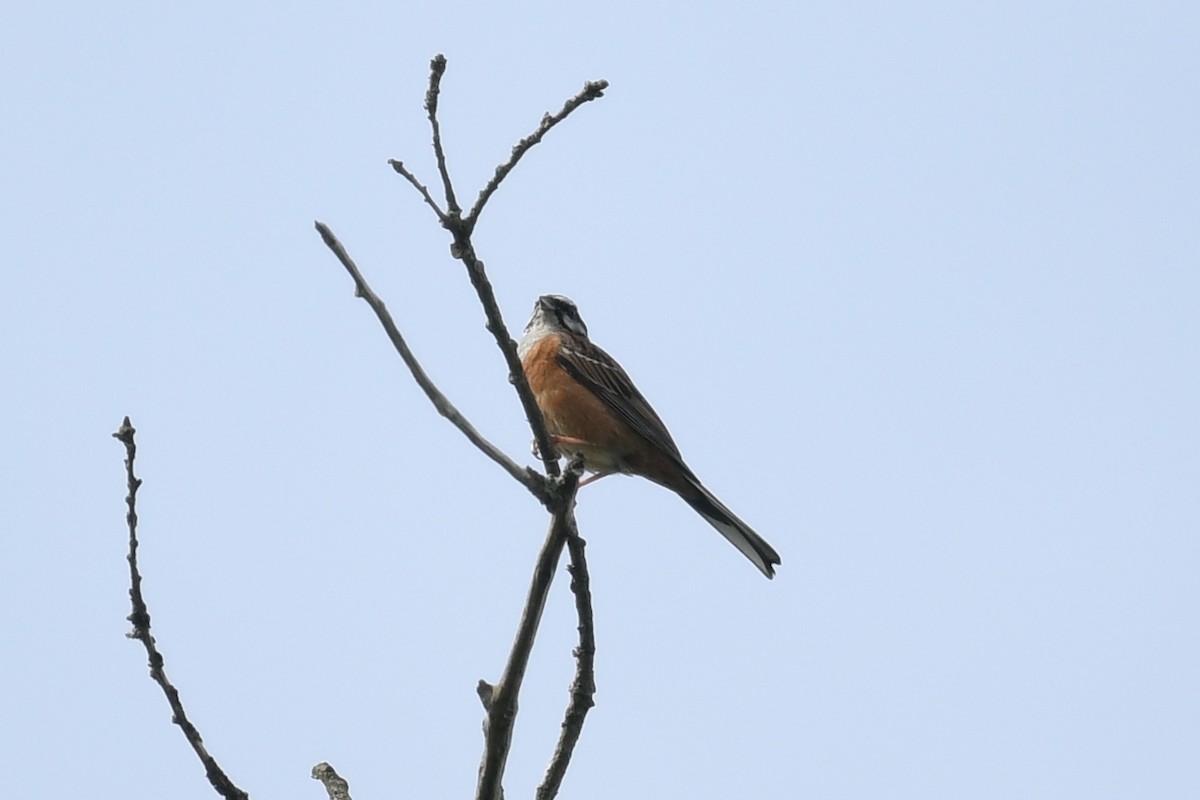 Rock Bunting - ML464485541