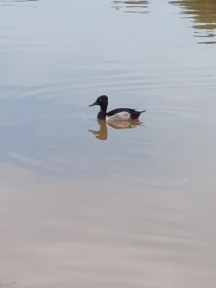 Ring-necked Duck - ML464485941