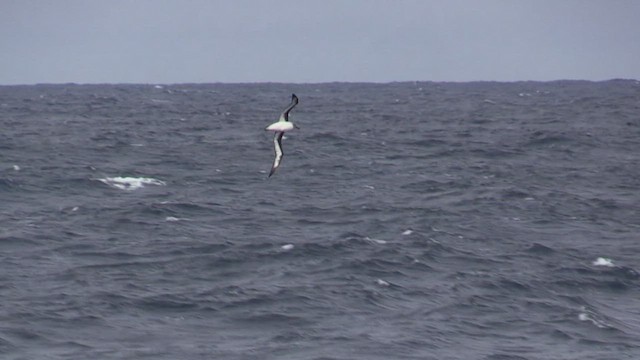 albatros šedohlavý - ML464487161