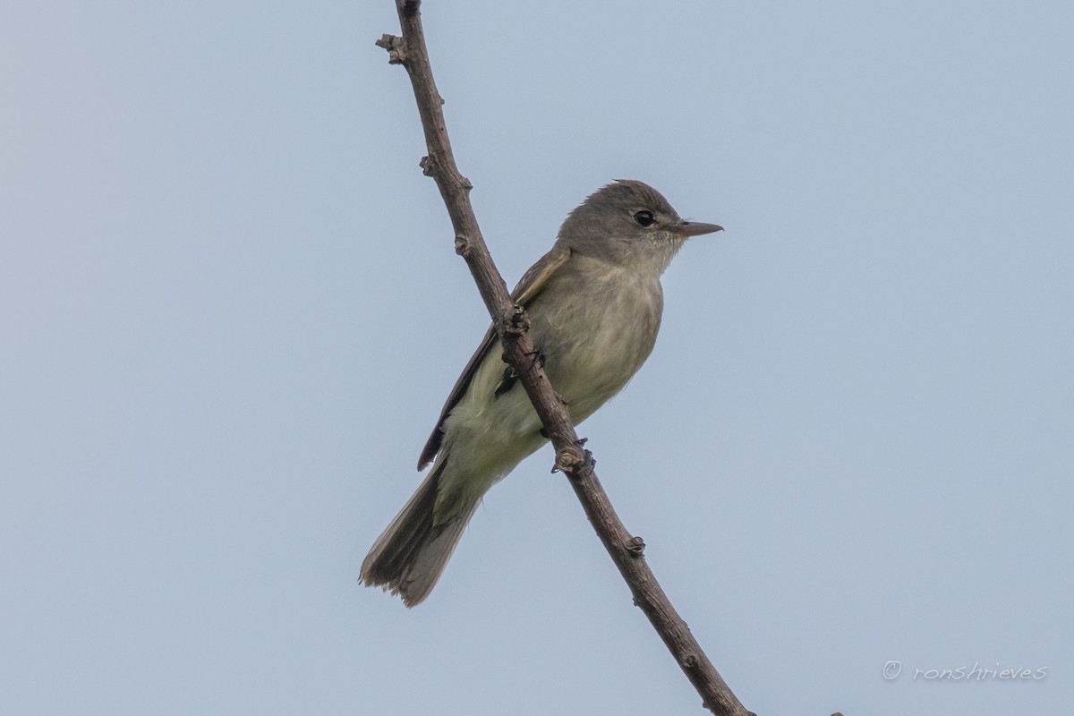 Willow Flycatcher - ML464488721