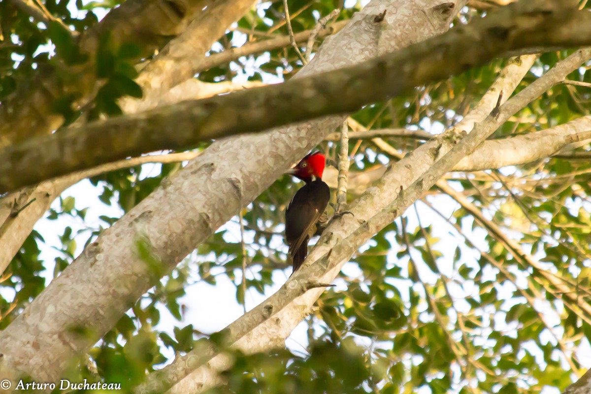 Pale-billed Woodpecker - ML46448951