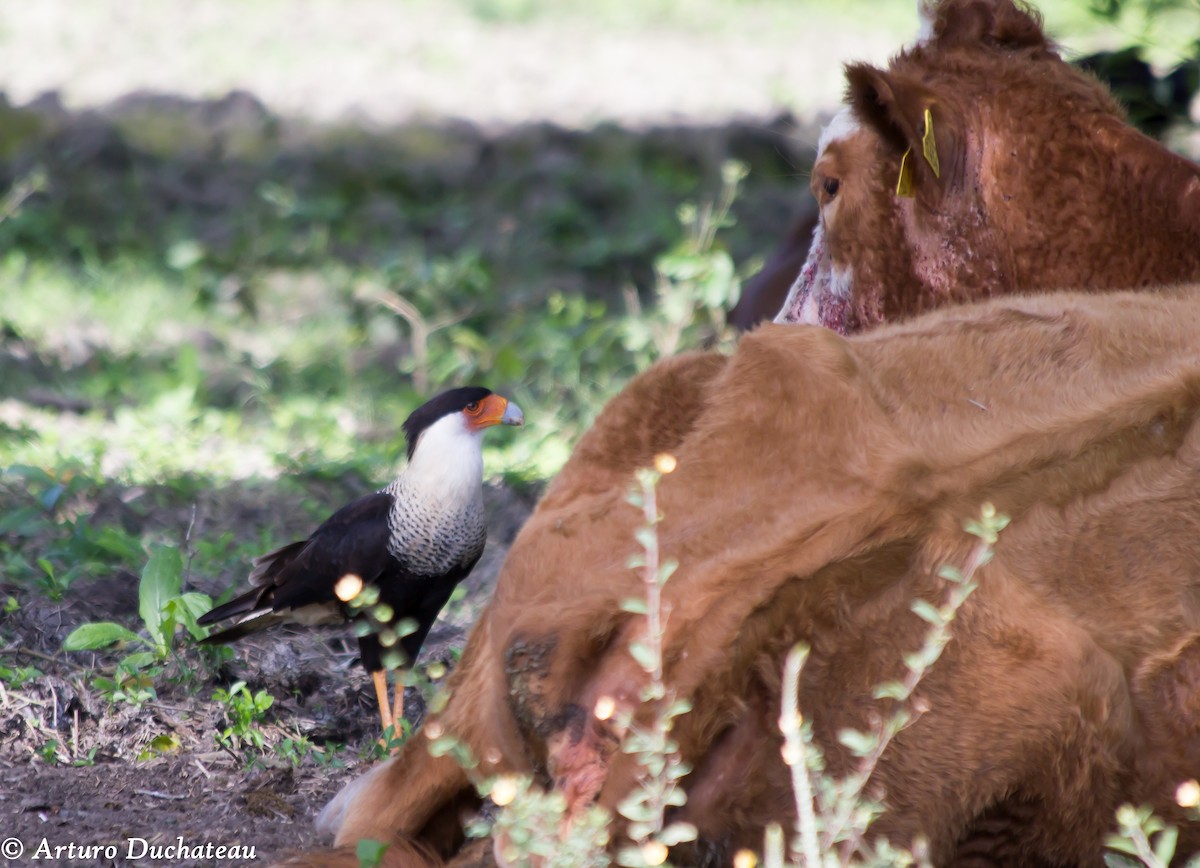 Caracara Carancho (norteño) - ML46449081