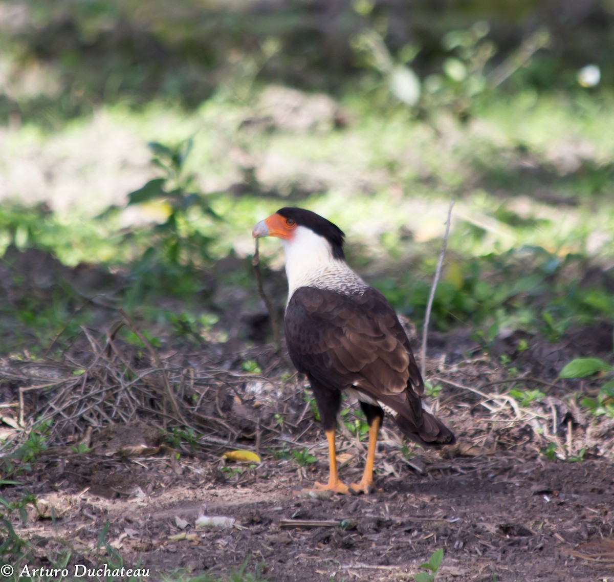 Crested Caracara (Northern) - Arturo Duchateau