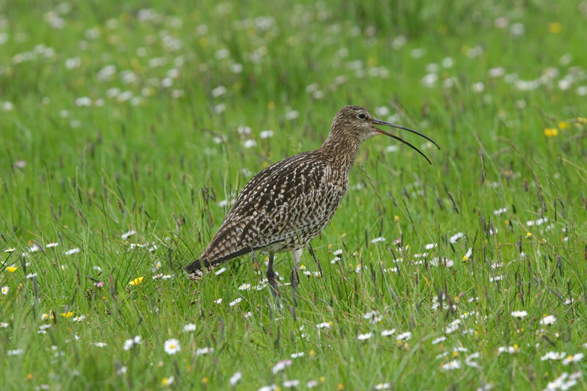 Eurasian Curlew - Brame Thrandon