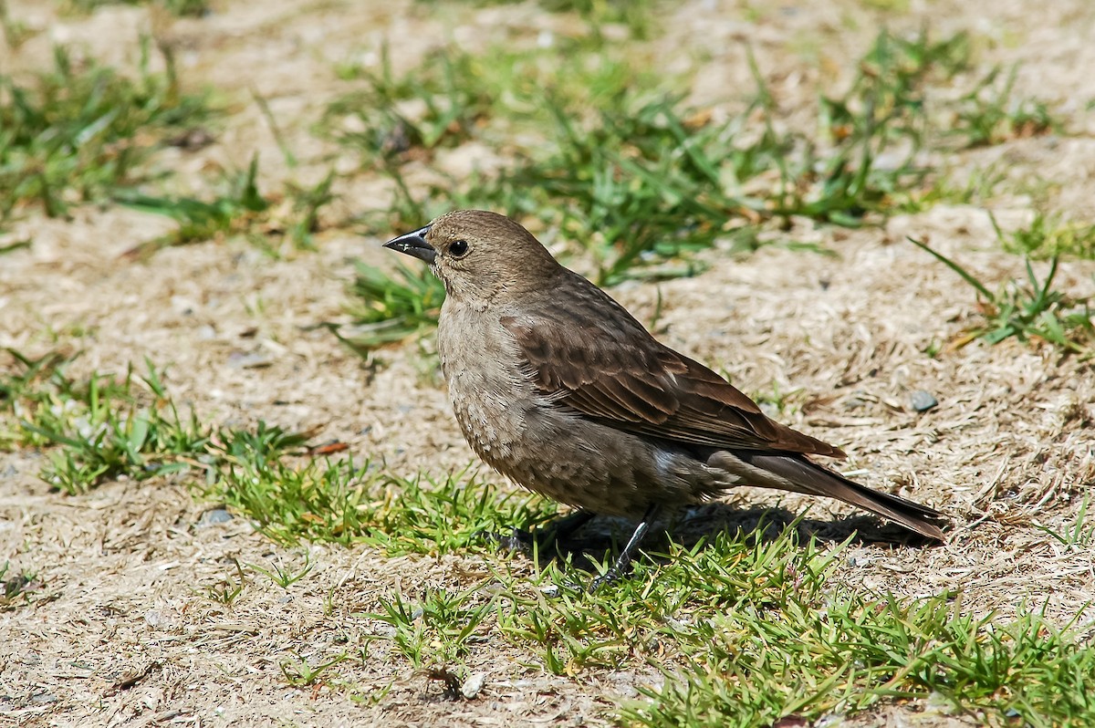 Brown-headed Cowbird - ML464491641