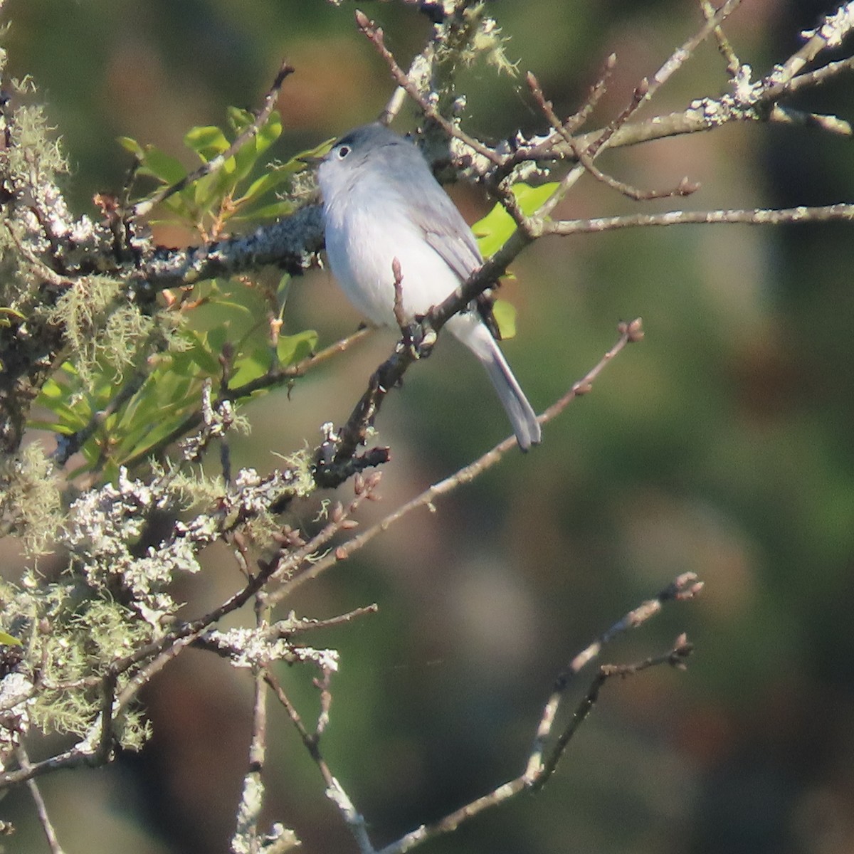 Blue-gray Gnatcatcher - ML464492351