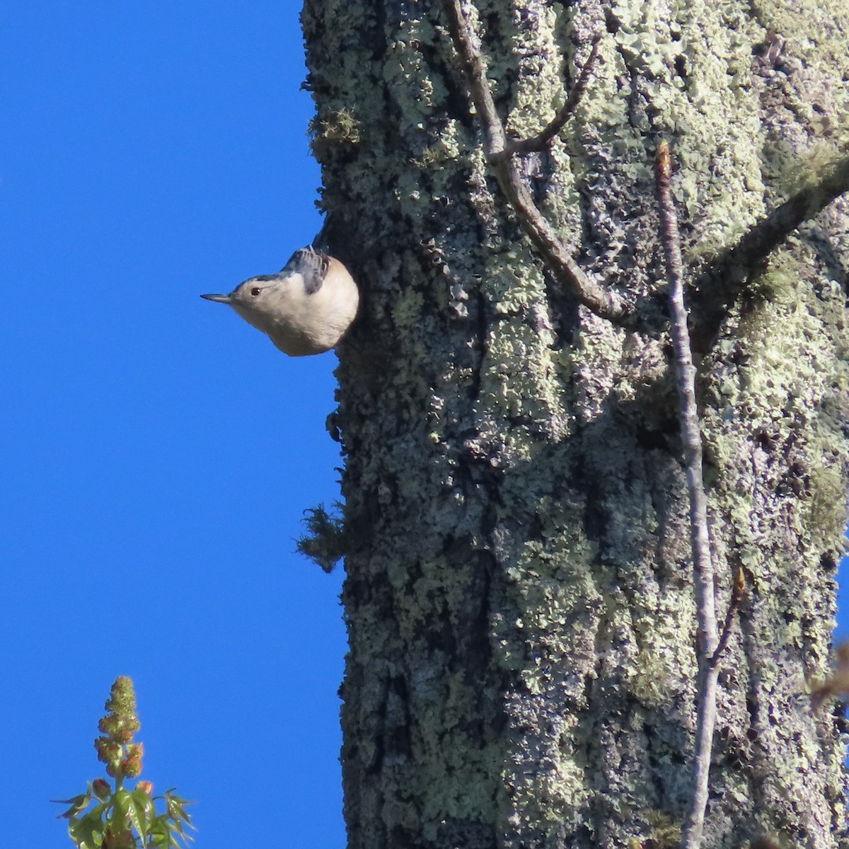 White-breasted Nuthatch - ML464492541