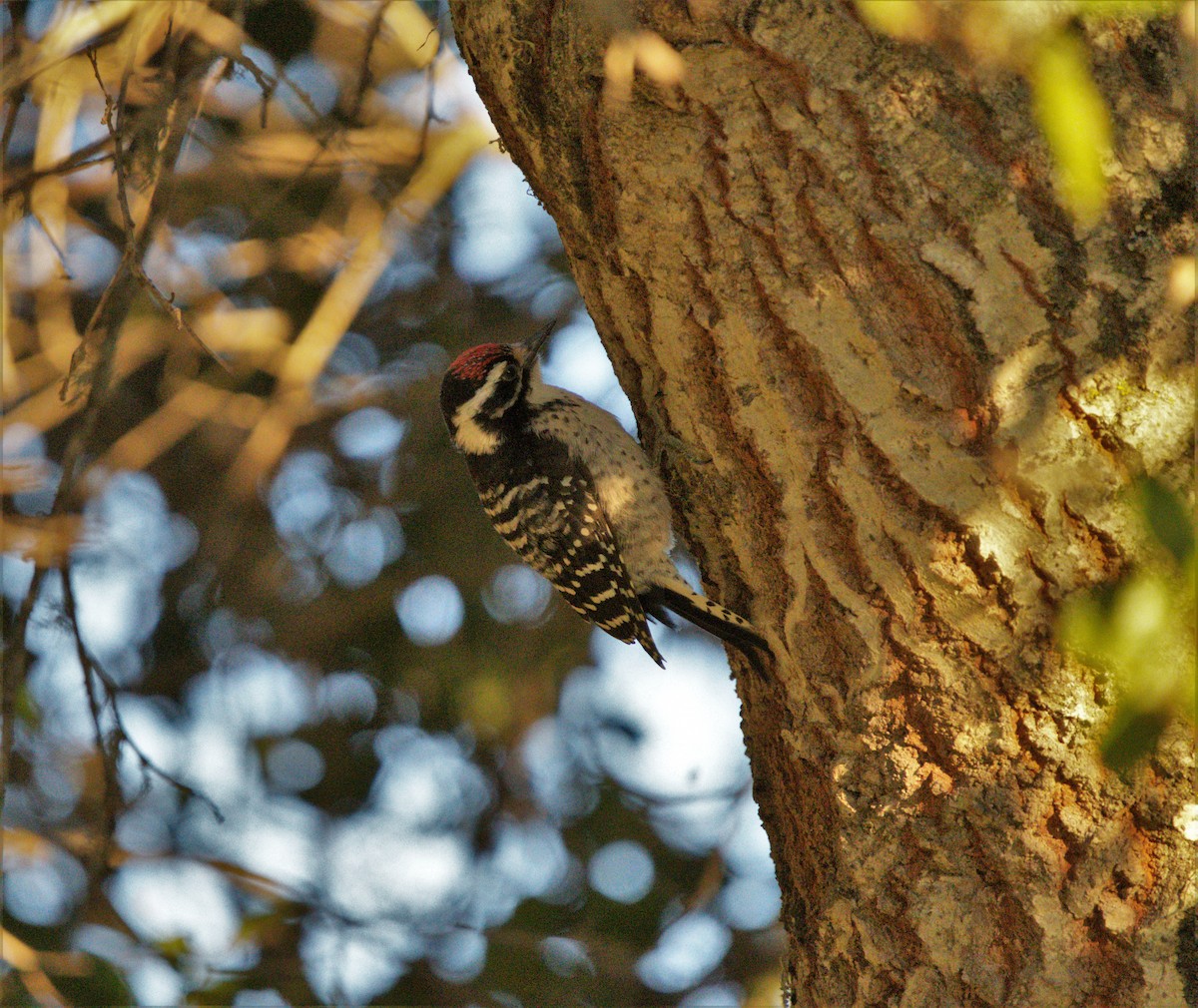 Nuttall's Woodpecker - ML464493441