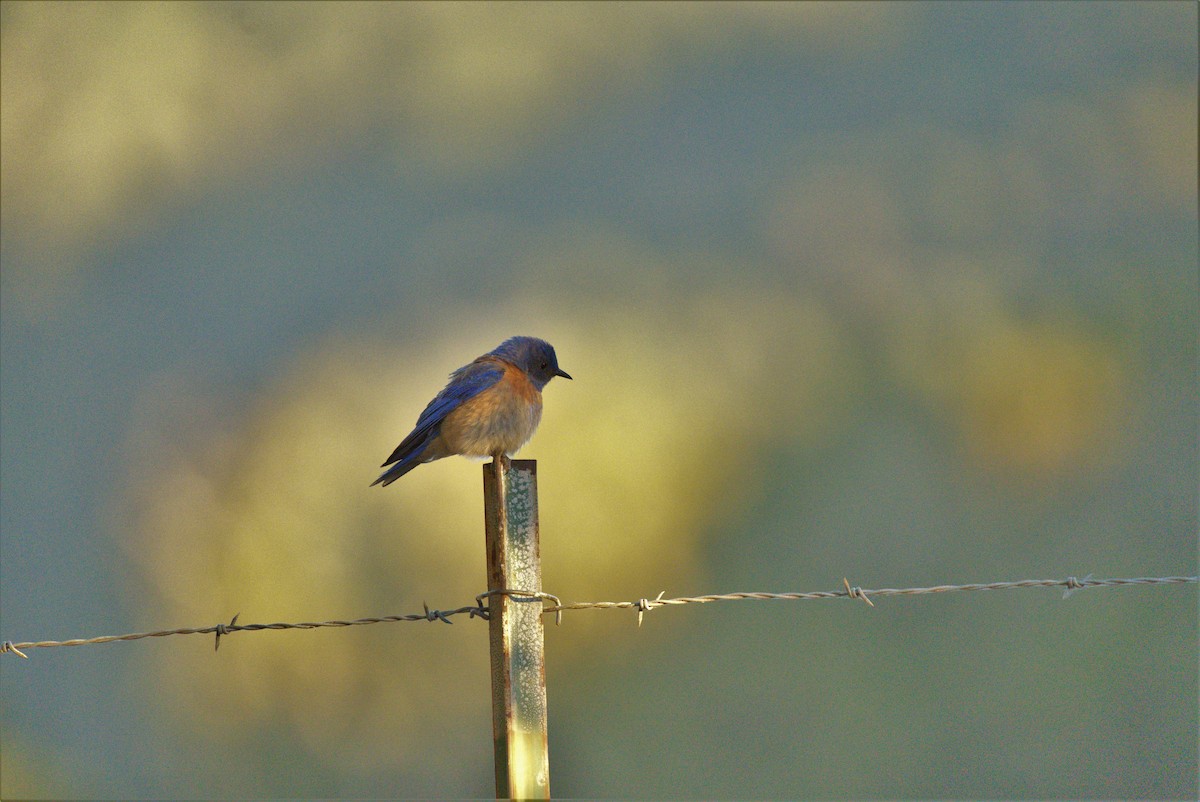 Western Bluebird - ML464494201