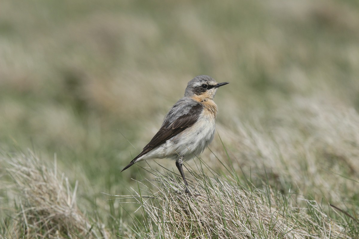 Northern Wheatear - Brame Thrandon