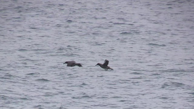 Light-mantled Albatross - ML464494541