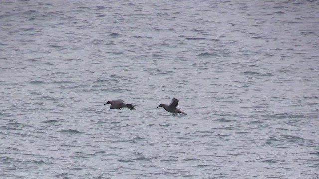 Light-mantled Albatross - ML464494541