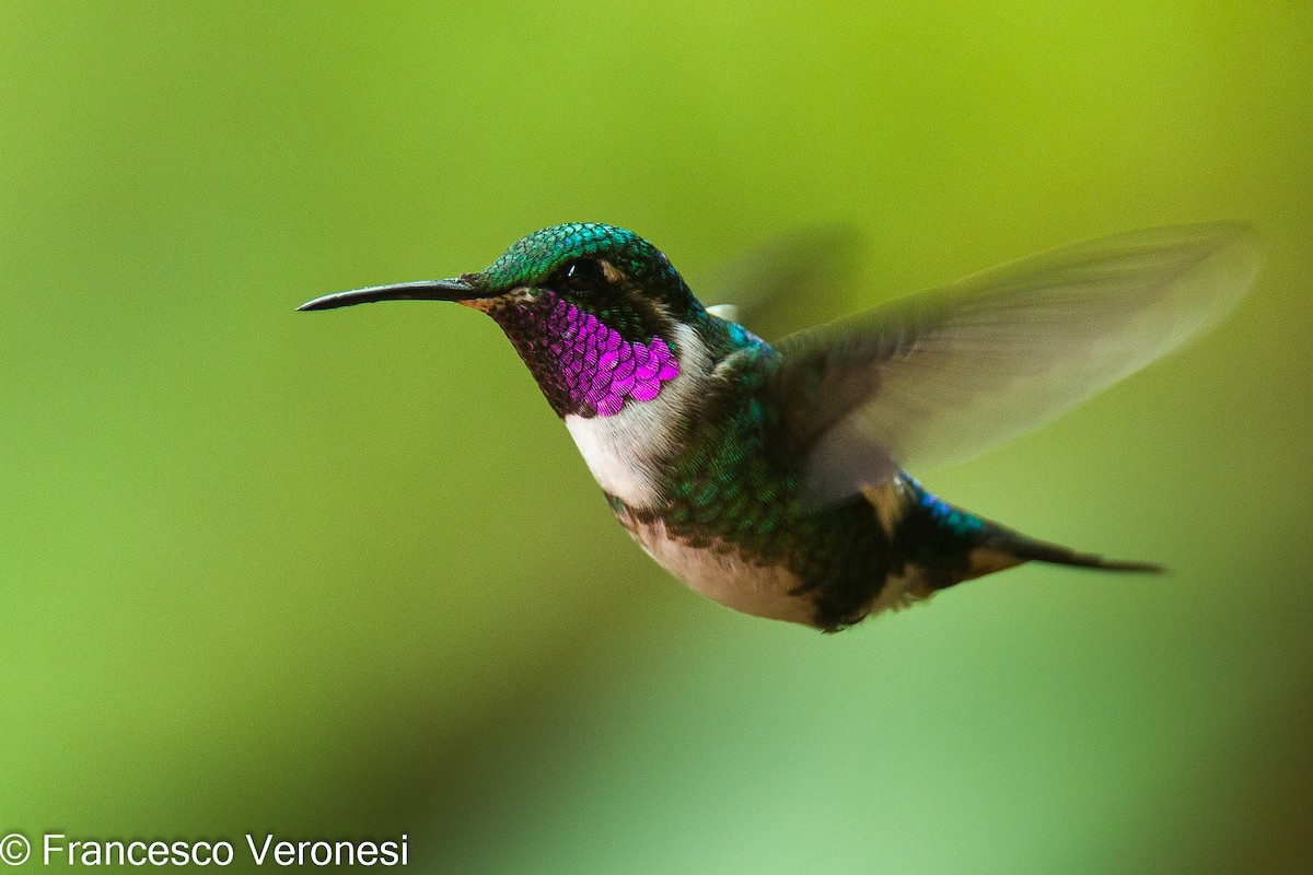 White-bellied Woodstar - Francesco Veronesi